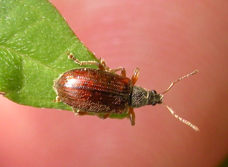 Piccolo coleottero: Phyllobius oblongus